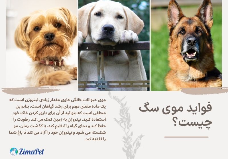 13 حقیقت در مورد موی سگ
