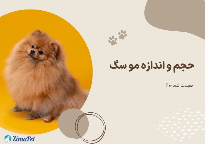 13 حقیقت در مورد موی سگ 