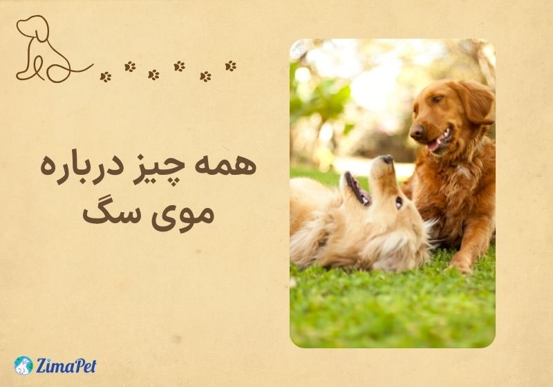 13 حقیقت در مورد موی سگ