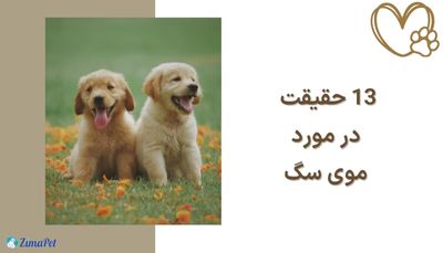 13 حقیقت در مورد موی سگ 