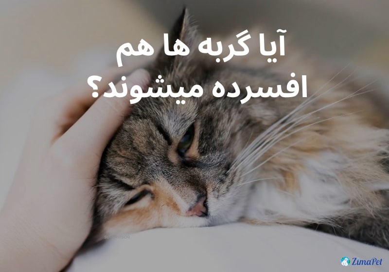 همه چیز درباره افسردگی گربه 