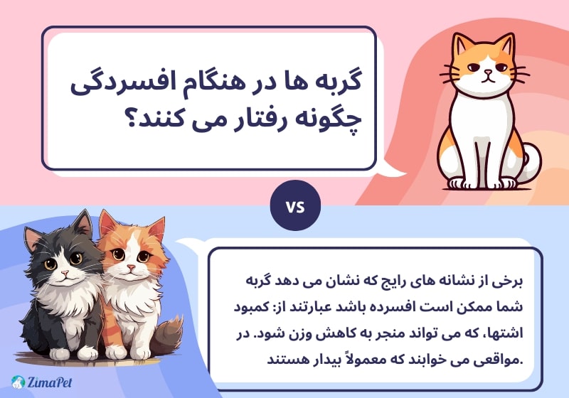 همه چیز درباره افسردگی گربه 