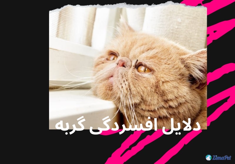 افسردگی گربه، علائم، درمان و راه های جلوگیری 