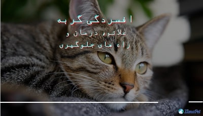 افسردگی گربه، علائم، درمان و راه های جلوگیری 