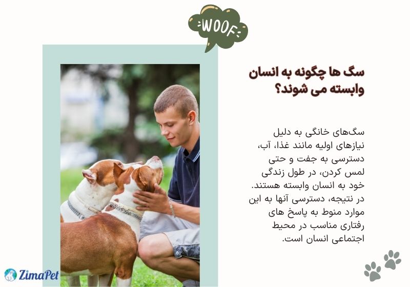 چگونه سگ را به خود وابسته کنیم؟ 