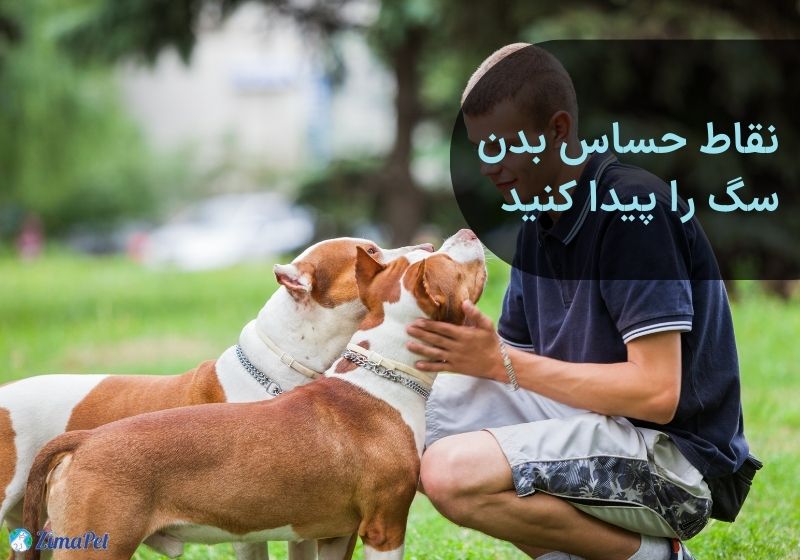 کجای سگ را نوازش کنیم؟ 