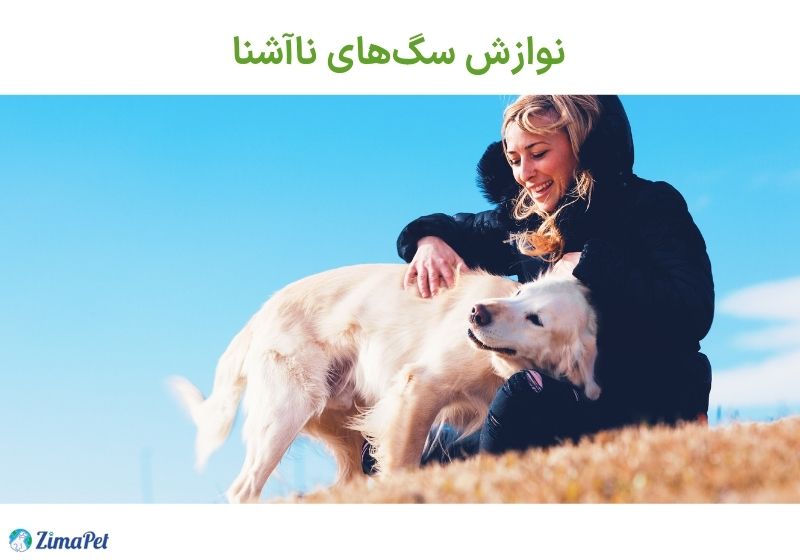 کجای سگ را نوازش کنیم؟ 