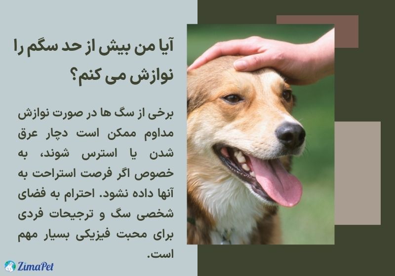 کجای سگ را نوازش کنیم؟ 