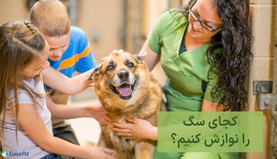 کجای سگ را نوازش کنیم؟ 