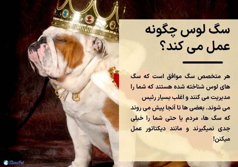جلوگیری از لوس شدن سگ 