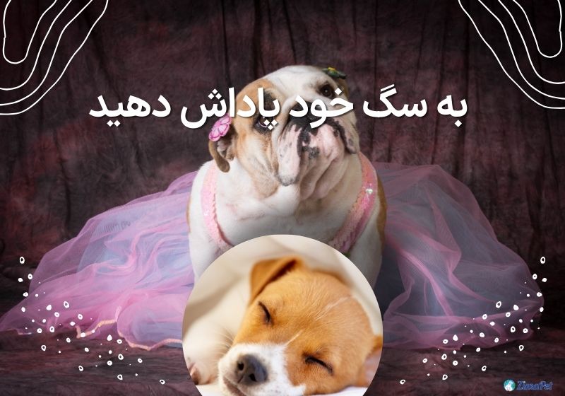 جلوگیری از لوس شدن سگ 