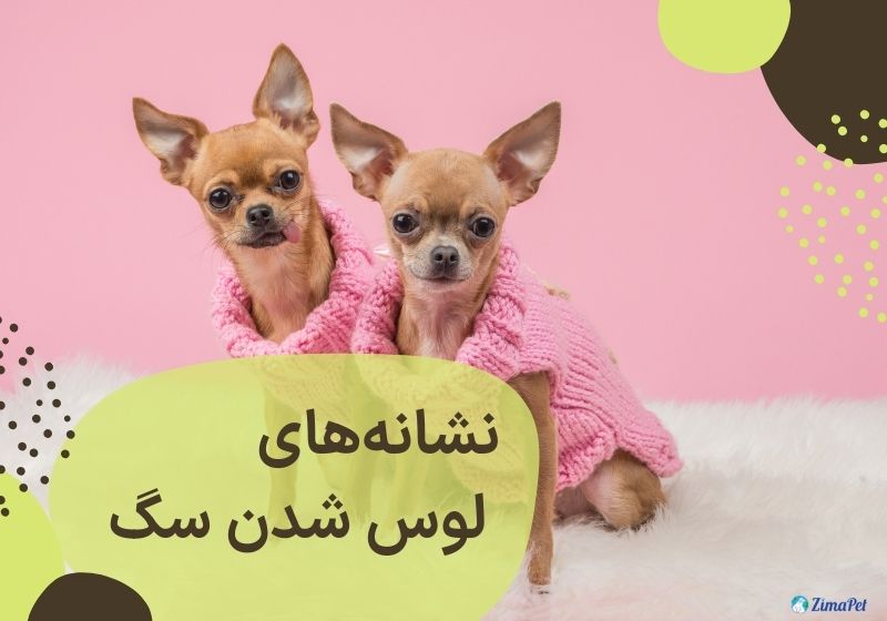راهکارهایی برای جلوگیری از لوس شدن سگ