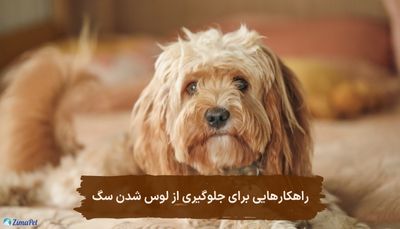 راهکارهایی برای جلوگیری از لوس شدن سگ