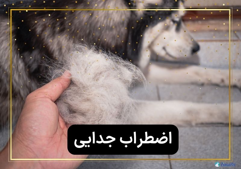 زوزه سگ