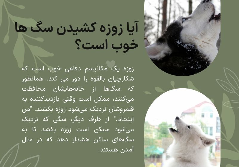 زوزه سگ 