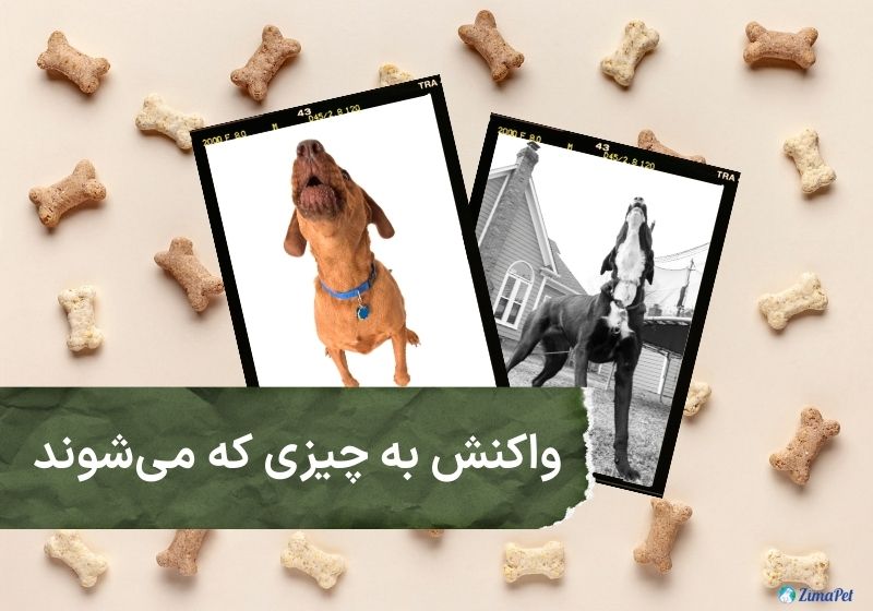 همه چیز درباره زوزه سگ 