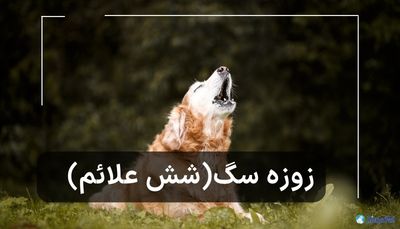 همه چیز درباره زوزه سگ 