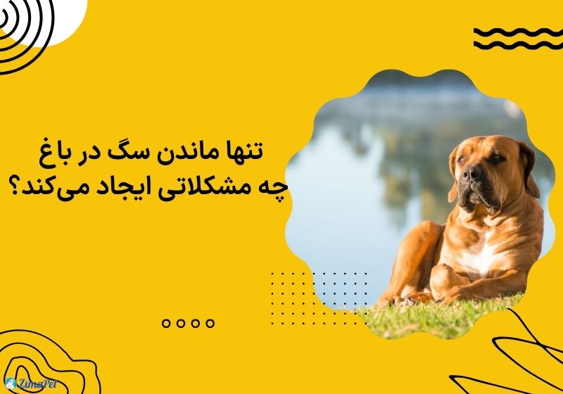 آیا تنها ماندن سگ در باغ امکان پذیر است؟