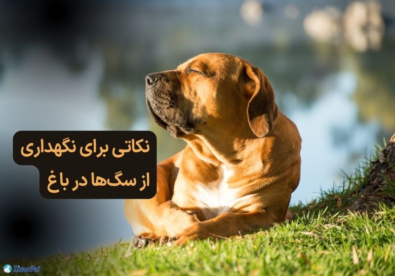 آیا تنها ماندن سگ در باغ امکان پذیر است؟