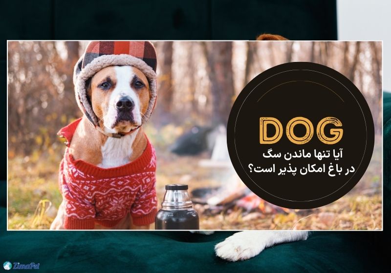 آیا تنها ماندن سگ در باغ امکان پذیر است؟