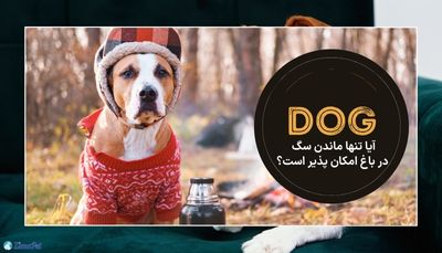 آیا تنها ماندن سگ در باغ امکان پذیر است؟