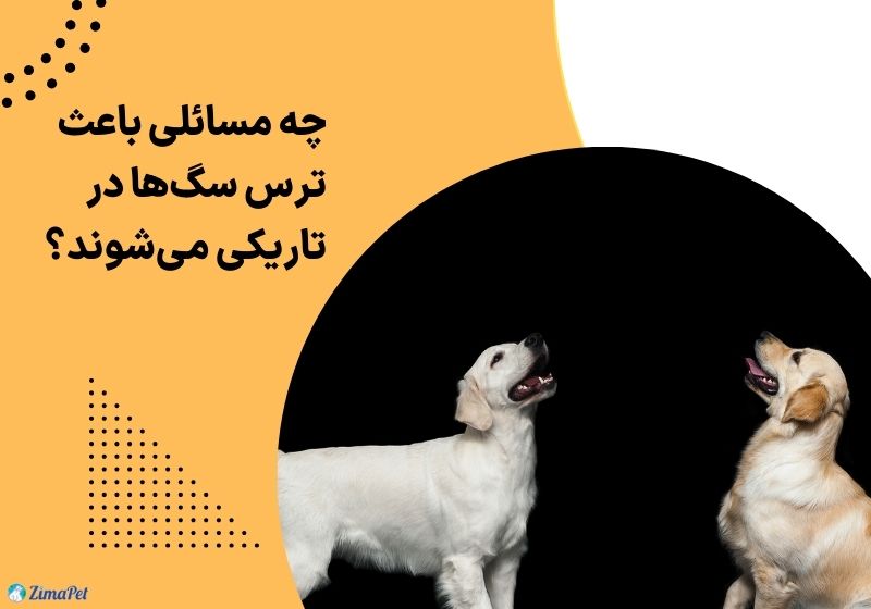 آیا نگهداری سگ در جای تاریک صحیح است؟