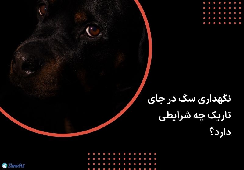 آیا نگهداری سگ در جای تاریک صحیح است؟