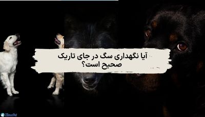 آیا نگهداری سگ در جای تاریک صحیح است؟