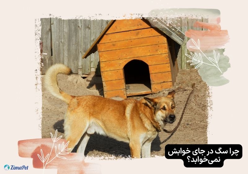 چگونه سگ را به لانه اش عادت دهیم؟ 