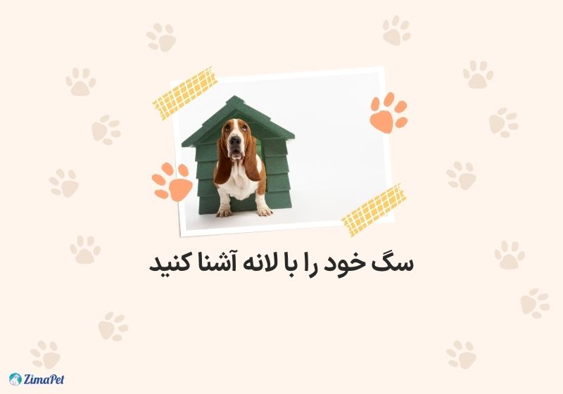 چگونه سگ را به لانه اش عادت دهیم؟ 