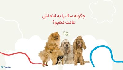 چگونه سگ را به لانه اش عادت دهیم؟ 