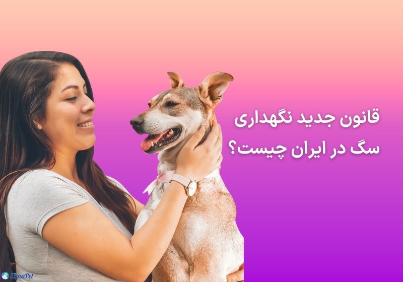 قانون نگهداری سگ در آپارتمان و خانه ویلایی در ایران 
