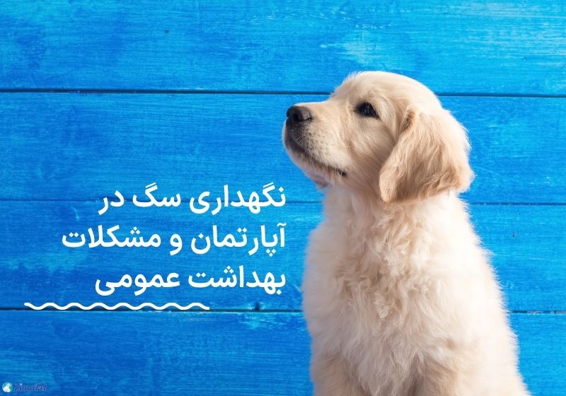 قانون نگهداری سگ در آپارتمان و خانه ویلایی در ایران 