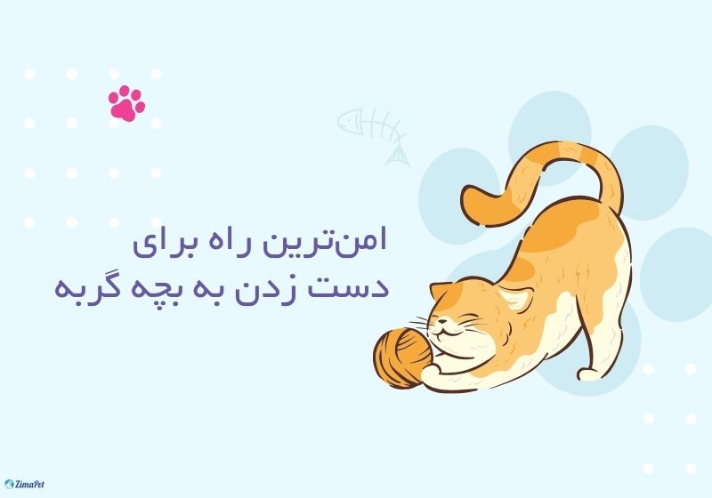 اگر به بچه گربه دست بزنیم چه میشود