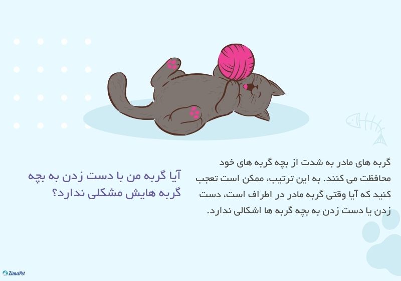 اگر به بچه گربه دست بزنیم چه میشود