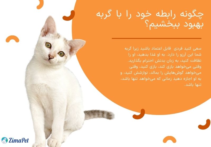 آیا گربه ها صاحب خود را میشناسند؟ 