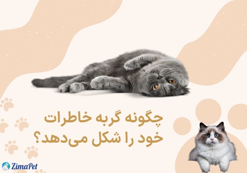 آیا گربه ها صاحب خود را میشناسند؟