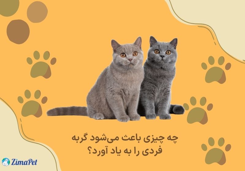 آیا گربه ها صاحب خود را میشناسند؟