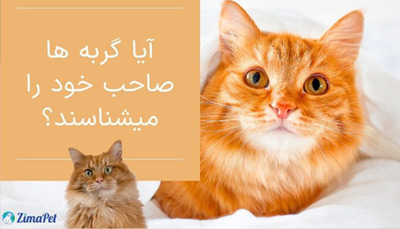 آیا گربه ها صاحب خود را میشناسند؟ 