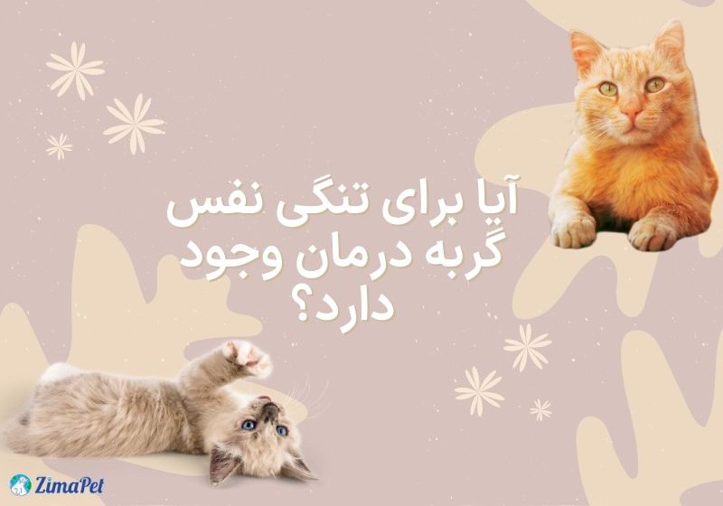 علت نفس نفس زدن گربه