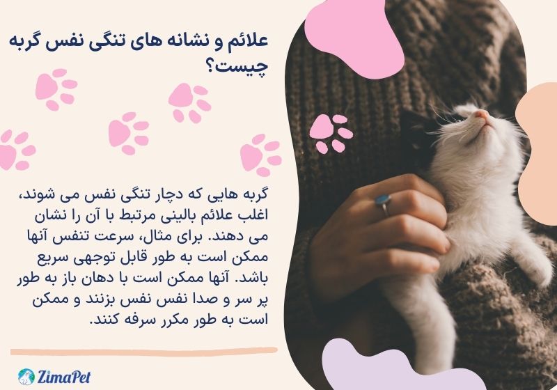 علت له له زدن گربه چیست؟ 