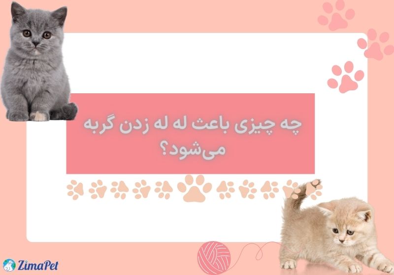 علت نفس نفس زدن گربه
