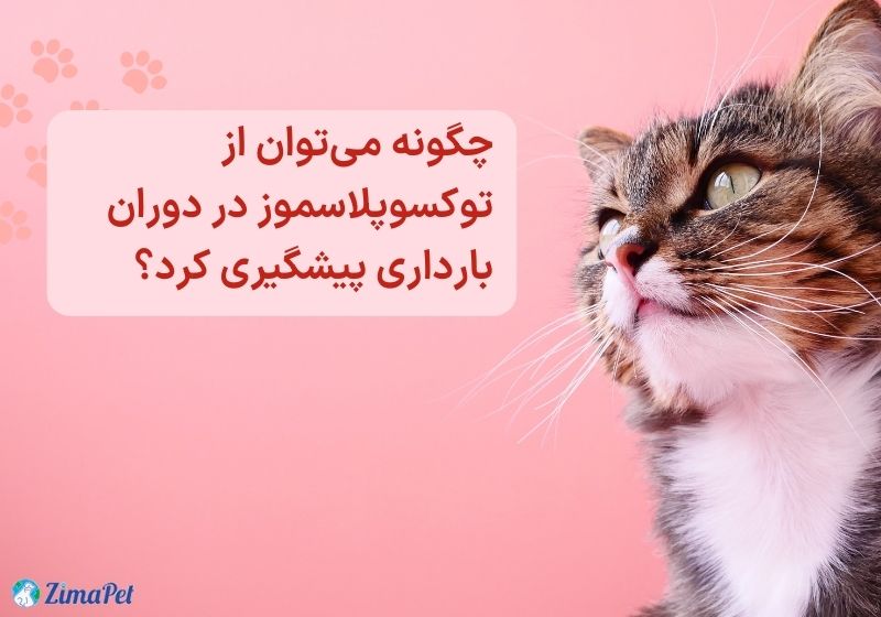 آیا موی گربه باعث نازایی میشه؟