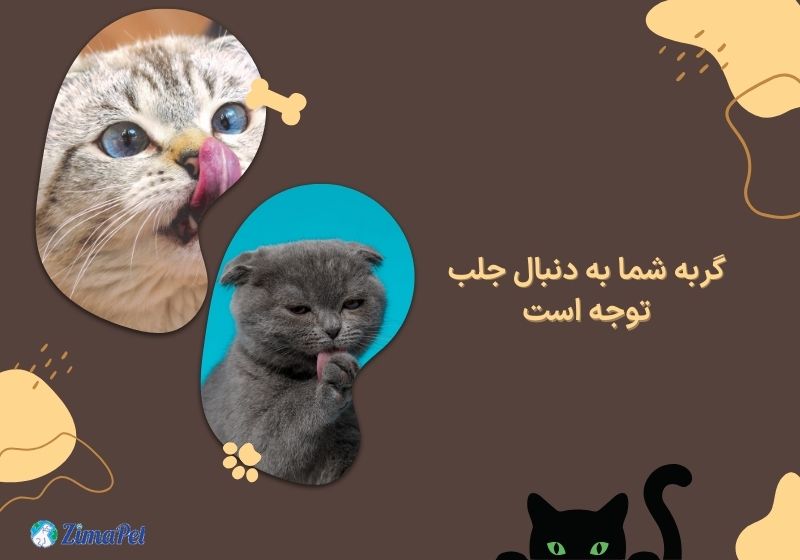علت لیس زدن گربه چیست؟