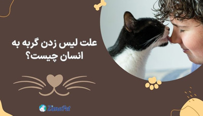 علت لیس زدن گربه چیست؟
