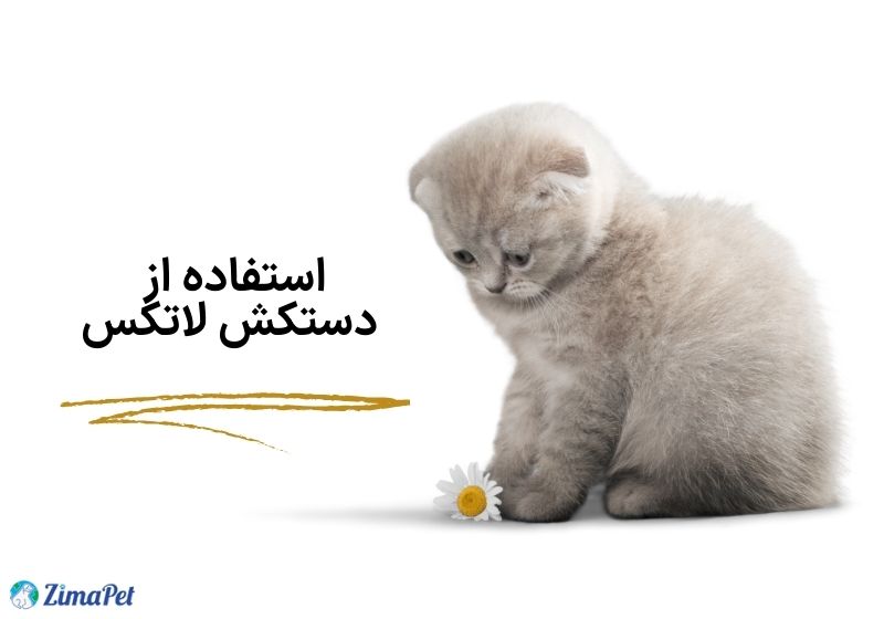 چگونه موی گربه را از روی فرش جمع کنیم؟ 