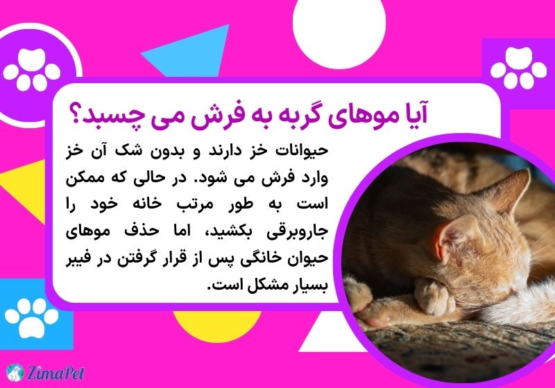 چگونه موی گربه را از روی فرش جمع کنیم؟ 