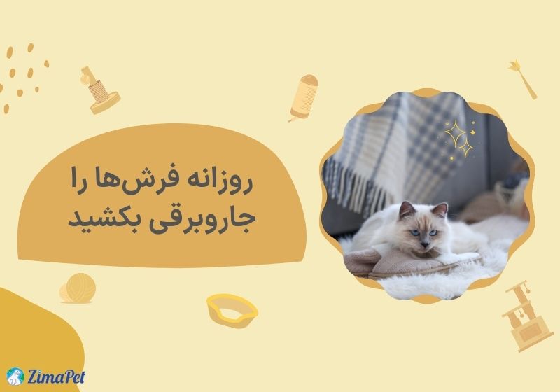 چگونه موی گربه را از روی فرش جمع کنیم؟