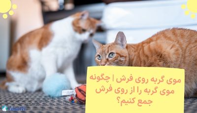 چگونه موی گربه را از روی فرش جمع کنیم؟
