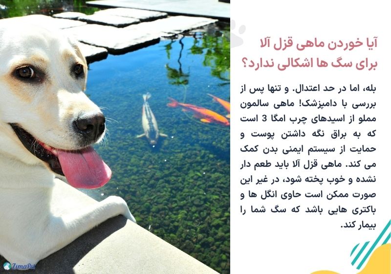 آیا ماهی برای سگ مضر است؟ 